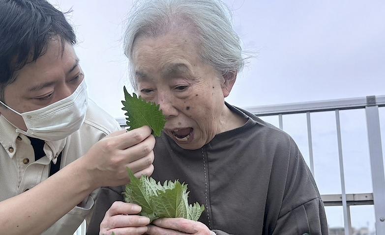 屋上庭園の大葉に興味津々
