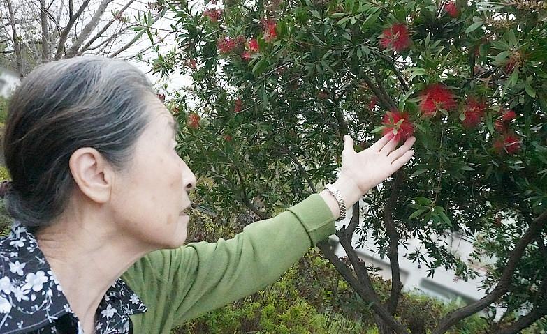 真っ赤なお花を見つけて