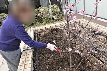 開設5周年行事② 記念御膳と桜の植樹画像5