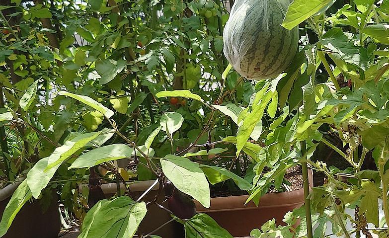 園芸倶楽部～すくすく成長中！～