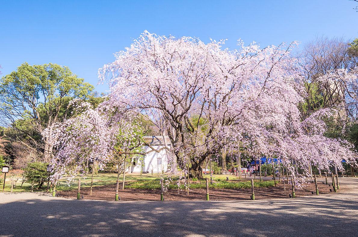 六義園
