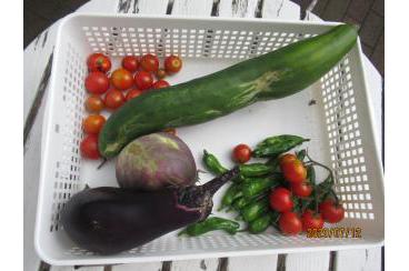 野菜を収穫しました画像3