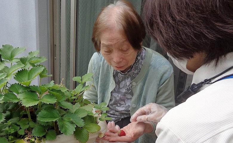 ホームでいちご狩り