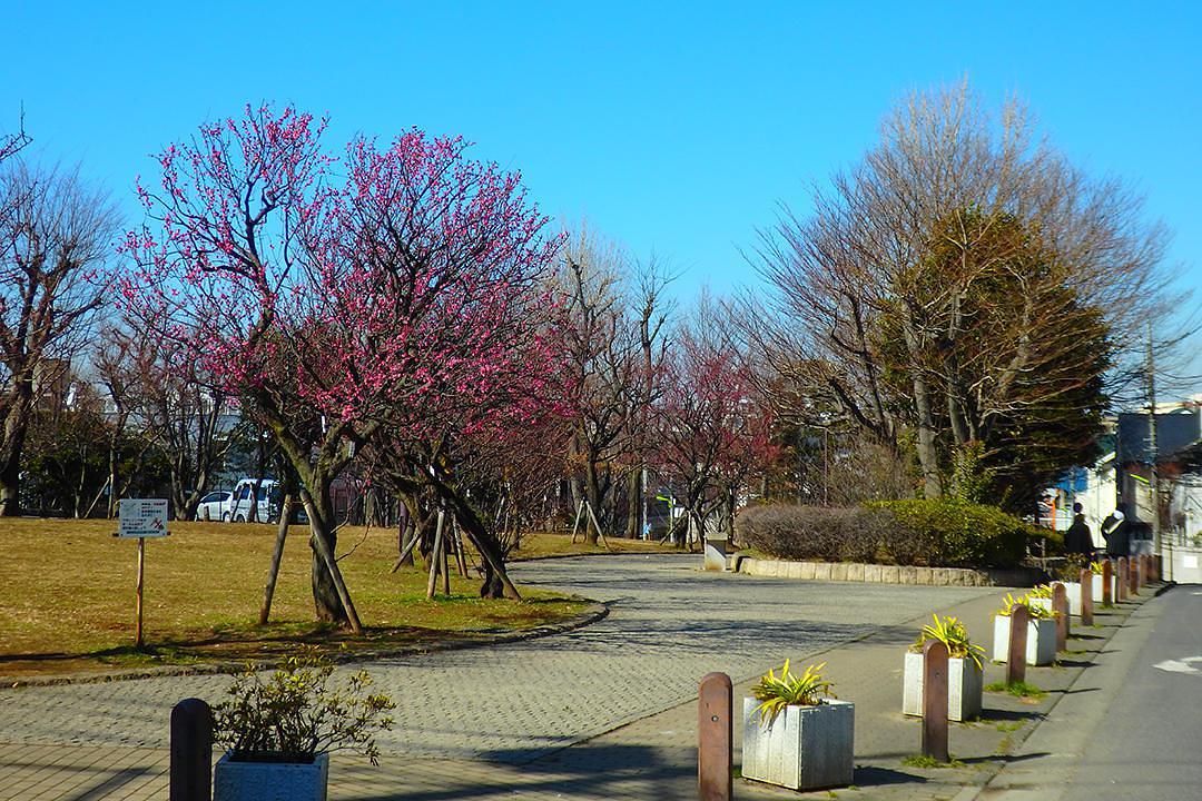 羽根木公園