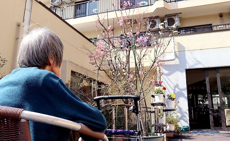 見上げる先にはかわいらしい梅の花