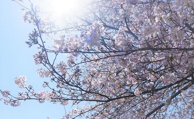 桜満開