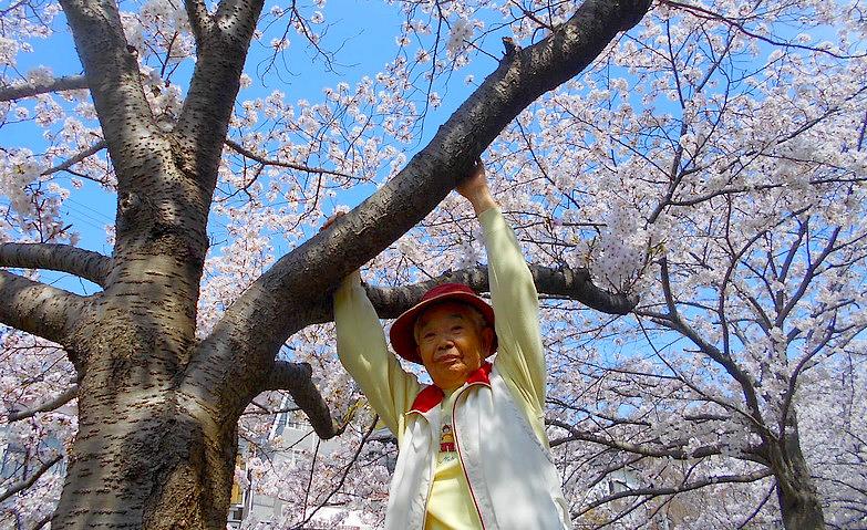 満開の桜を見に行きました！