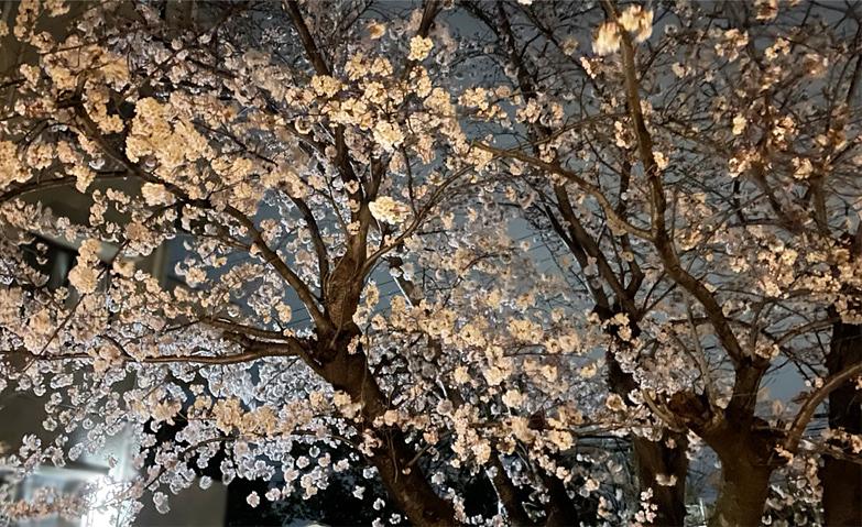 夜桜・ライトアップ