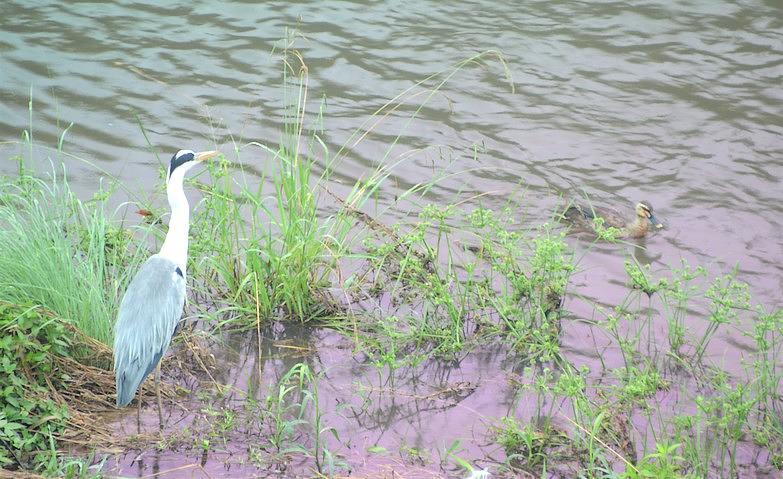 ホームの中から野鳥観察			