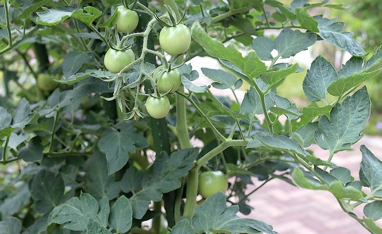 ミニトマトの成長記録～実がつきました～