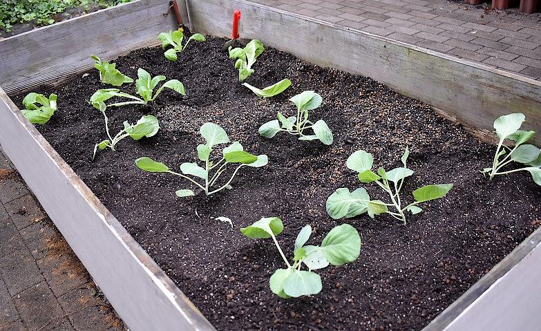 葉物野菜を植えました！			