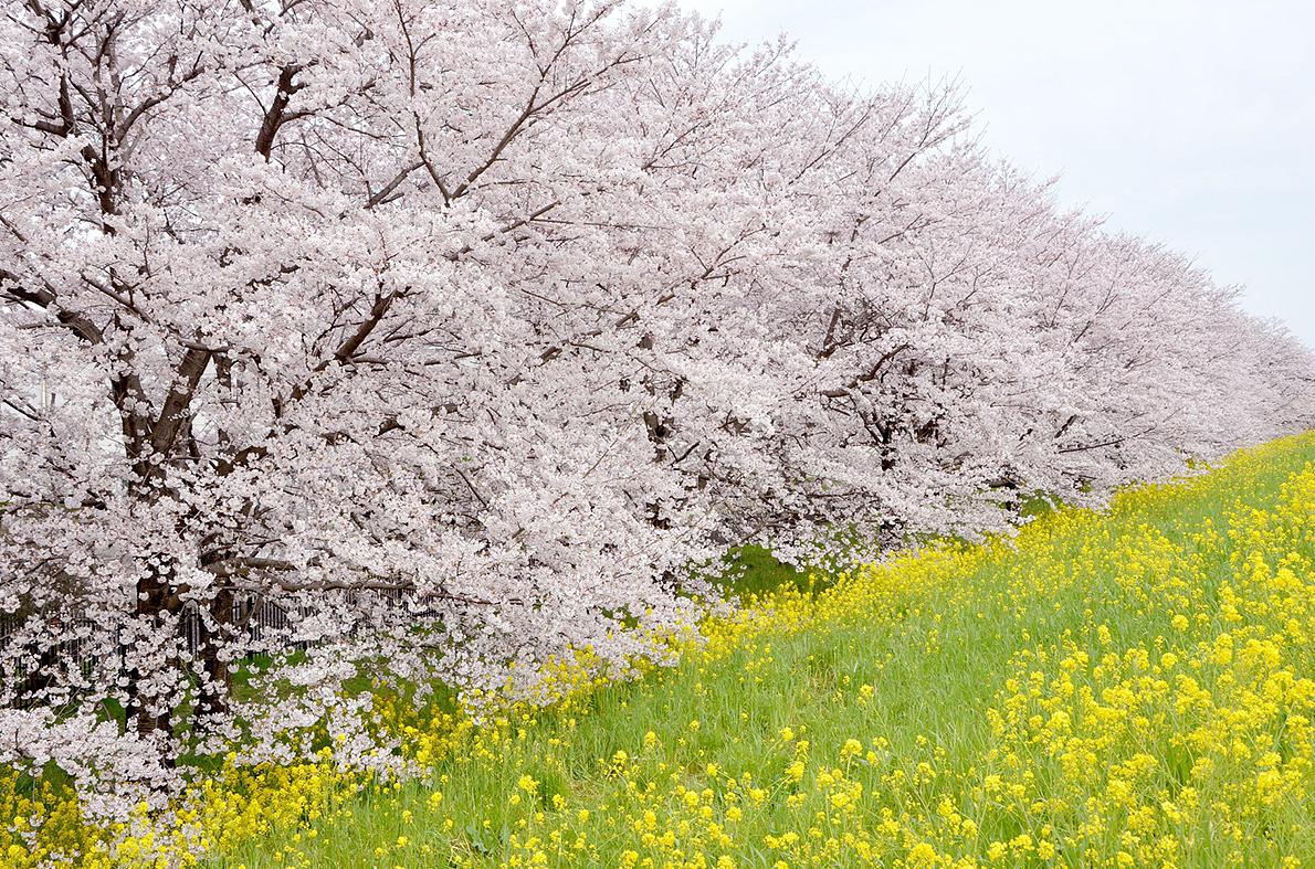 熊谷桜堤					
