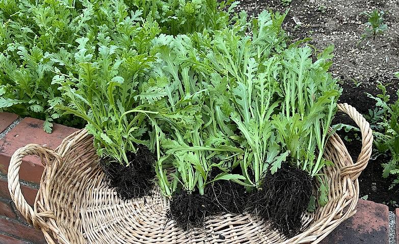 春が「鎌倉山荘」へ
