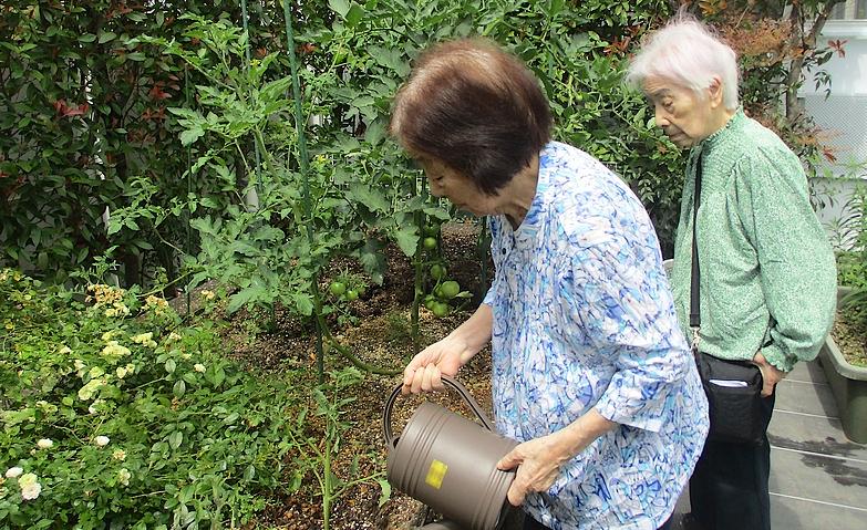 実りを育む菜園の時間
