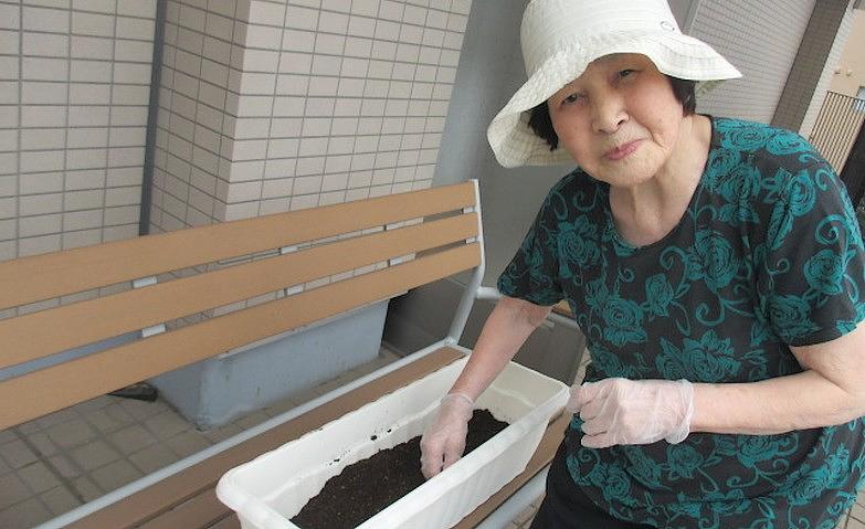キュウリの苗植え
