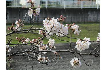 桜の季節をむかえて画像3