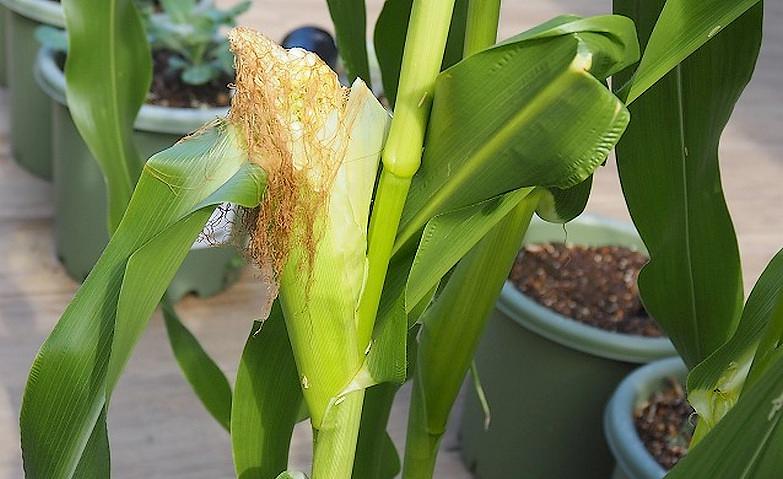 あのトウモロコシが！