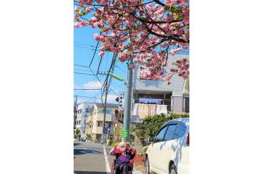 春満開！桜の中のお散歩画像3