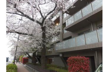 満開の桜画像1