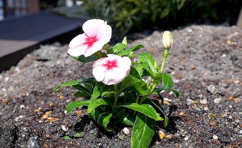 ～こころも華やかに～