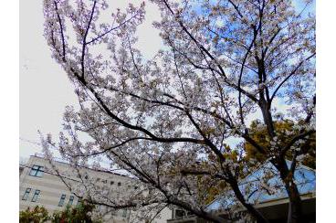 桜が咲きました！画像1