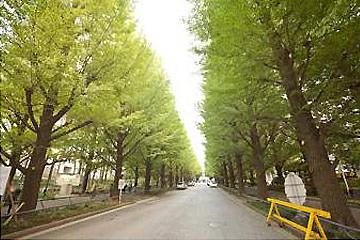 慶応大学の銀杏並木