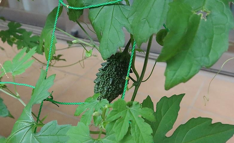 初夏の実りを感じるゴーヤの成長