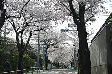 深沢の桜並木