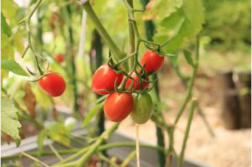 トマトの収穫！