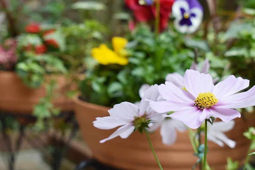 花壇