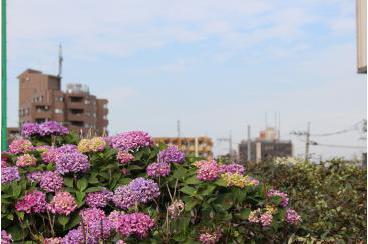 今月の花（紫陽花）画像2