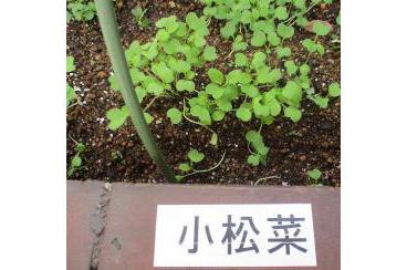 小松菜の成長！画像1