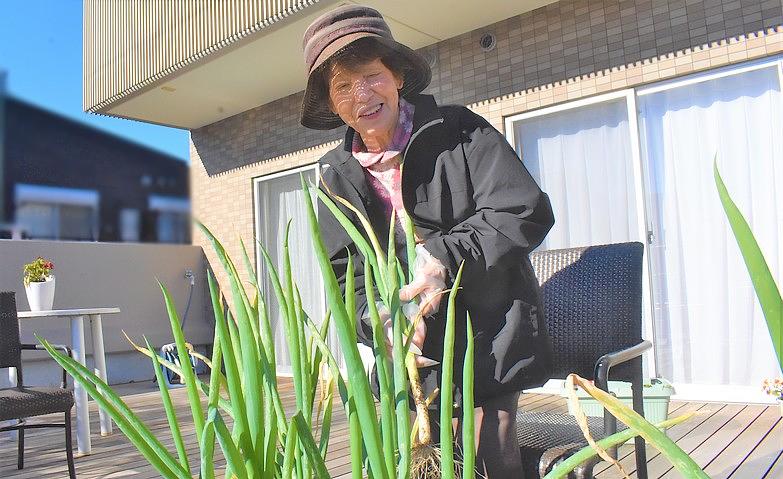 長ネギの収穫