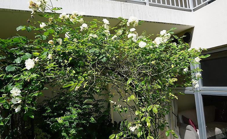 笑顔も咲くバラのアーチ