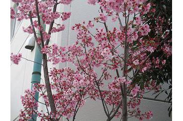 桜の季節をむかえて画像2