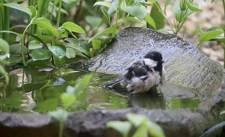 小さなお客様