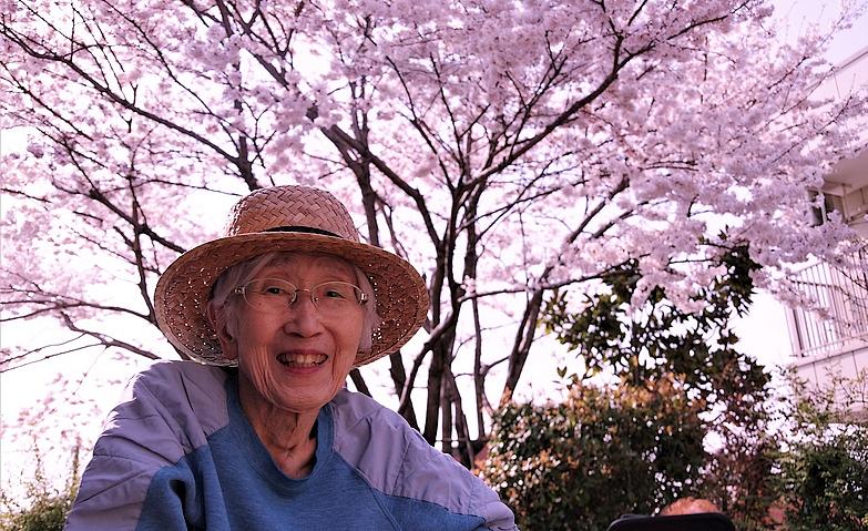 中庭の桜