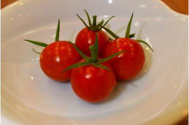 トマトの成長経過画像3