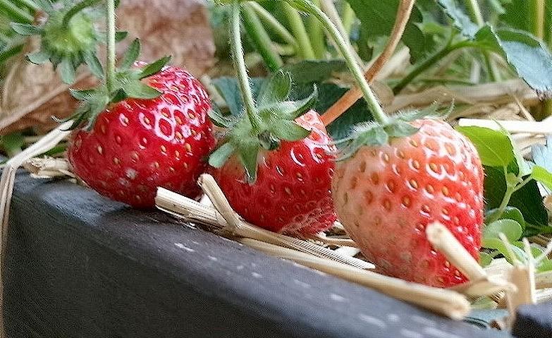 ホームにイチゴが実りました！