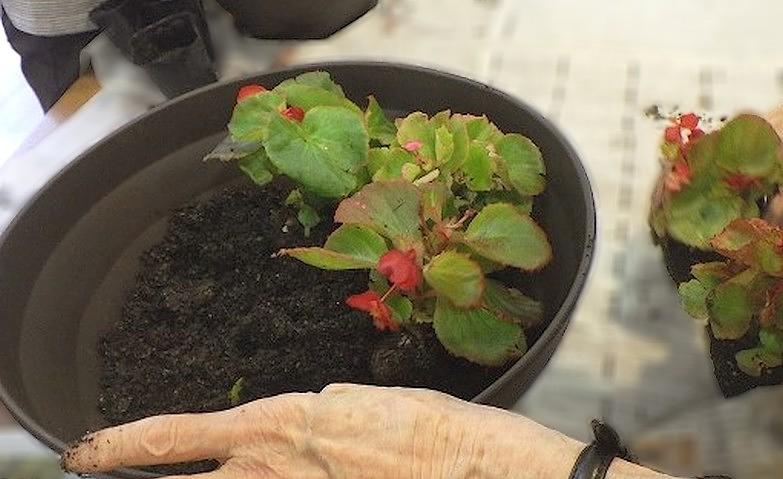 園芸アクティビティ～ベゴニアを植えました～