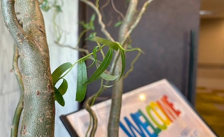 「雲竜柳」の新芽