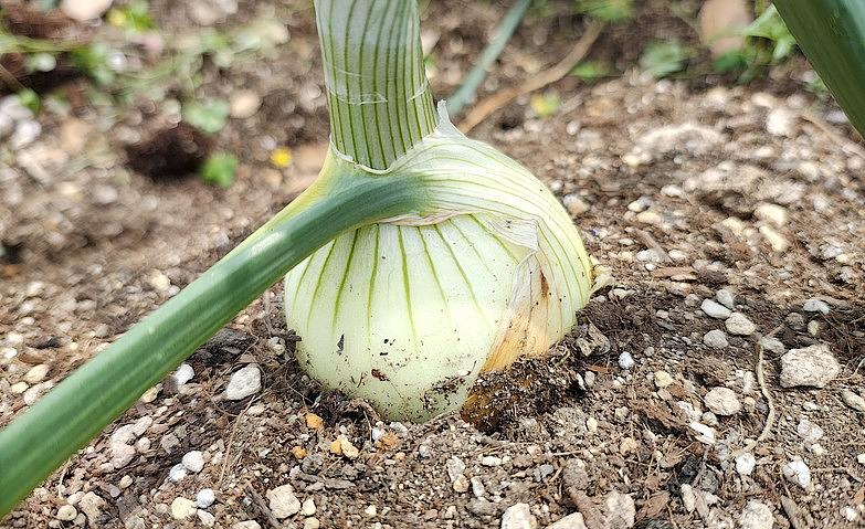 季節の実り～玉ねぎ～
