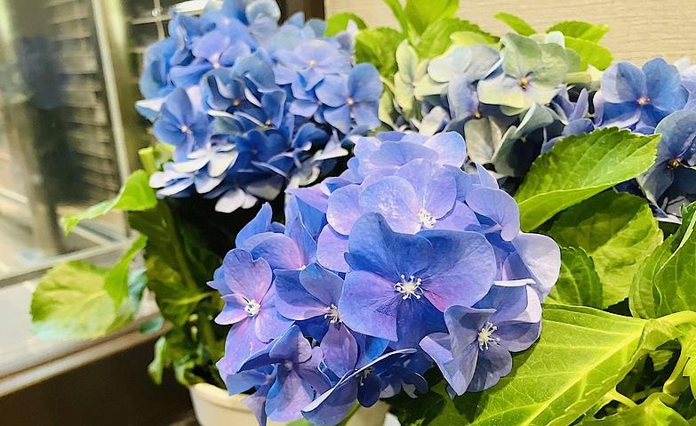 玄関を彩るアジサイの魅力