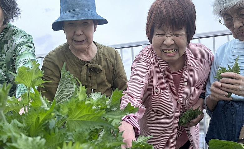屋上庭園～大葉の収穫～