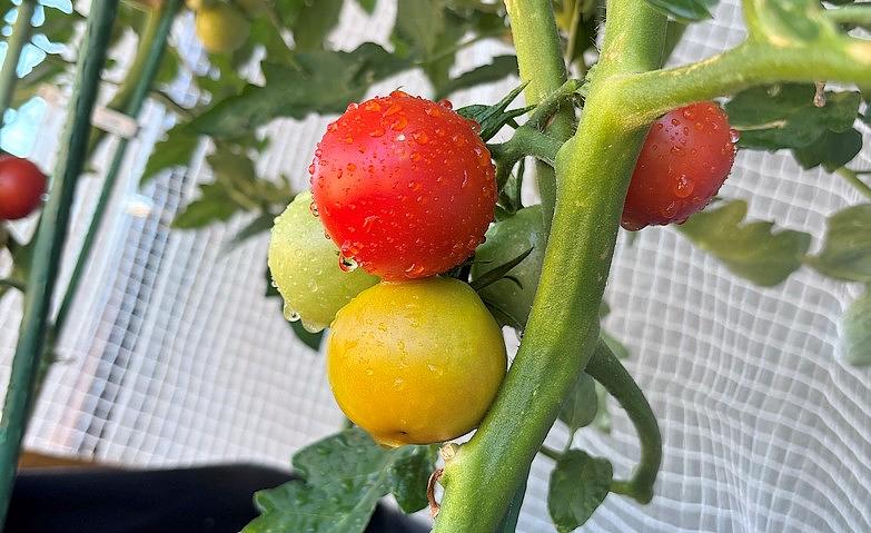 トマトが赤くなりました！