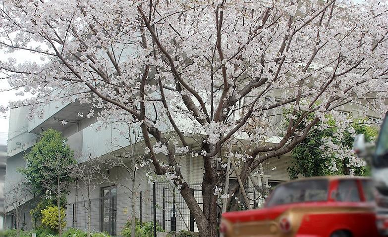 ホームの周りで桜が満開です