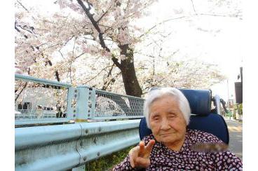 山崎川　満開の桜画像2