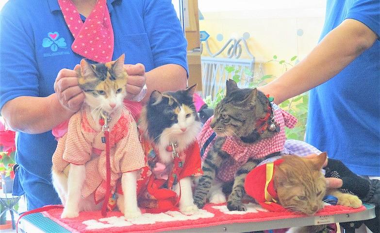 動物とのふれあいデー～猫ちゃん紹介～			