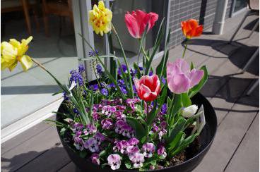 植木鉢のお花が満開です画像2