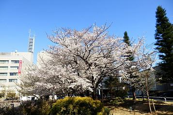 しながわ中央公園